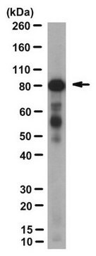 Anticorpo anti-BAP1, clone 3C11 clone 3C11, from mouse