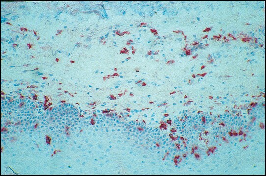 モノクローナル抗CD14抗体 マウス宿主抗体 clone UCHM-1, purified immunoglobulin, buffered aqueous solution