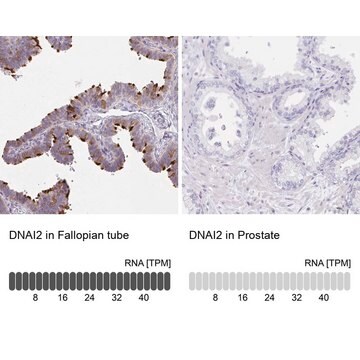 Anti-DNAI2 antibody produced in rabbit Prestige Antibodies&#174; Powered by Atlas Antibodies, affinity isolated antibody, buffered aqueous glycerol solution