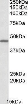 Anti-GPR17 (C-terminal) antibody produced in goat affinity isolated antibody, buffered aqueous solution