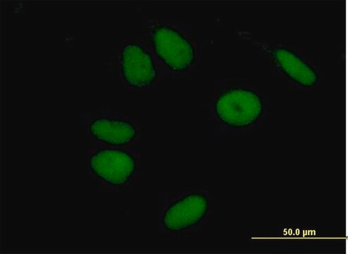 Anti-ZNF43 antibody produced in mouse IgG fraction of antiserum, buffered aqueous solution