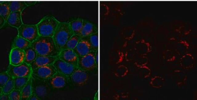 Anti-Integrin &#946;1 Antibody, activated, clone HUTS-4, Alexa Fluor&#8482; 555 clone HUTS-4, from mouse, ALEXA FLUOR&#8482; 555