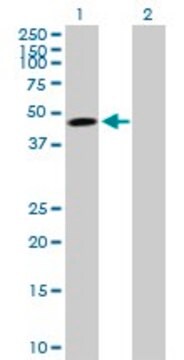 Anti-TNFRSF10B antibody produced in mouse purified immunoglobulin, buffered aqueous solution