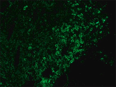 抗ニワトリIgY (IgG) (全分子)&#8722;FITC ウサギ宿主抗体 IgG fraction of antiserum, buffered aqueous solution