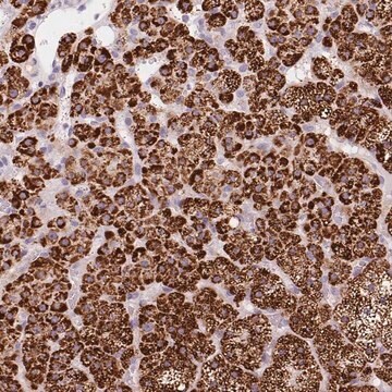 Anty-CYP11B1 Prestige Antibodies&#174; Powered by Atlas Antibodies, affinity isolated antibody, buffered aqueous glycerol solution