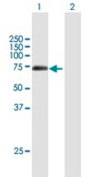 Anti-BHLHB9 antibody produced in mouse purified immunoglobulin, buffered aqueous solution