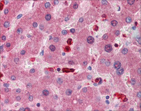 抗GCLM抗体 ウサギ宿主抗体 affinity isolated antibody