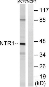 Anti-NTR1 antibody produced in rabbit affinity isolated antibody