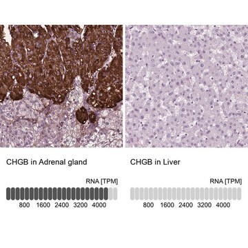 Anti-CHGB antibody produced in rabbit Prestige Antibodies&#174; Powered by Atlas Antibodies, affinity isolated antibody, buffered aqueous glycerol solution