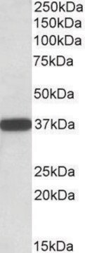 Anti-CYB5R3 (C-terminal) antibody produced in goat affinity isolated antibody, buffered aqueous solution