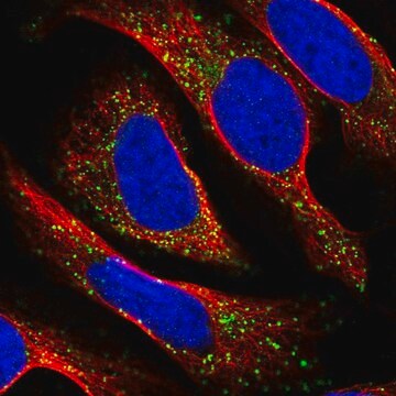 Anti-TAPT1 antibody produced in rabbit Prestige Antibodies&#174; Powered by Atlas Antibodies, affinity isolated antibody