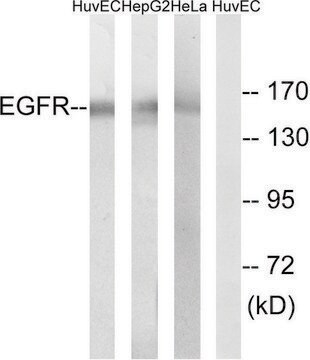 Anti-EGFR antibody produced in rabbit affinity isolated antibody