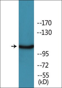 Anti-phospho-KIT (pTyr703) antibody produced in rabbit affinity isolated antibody