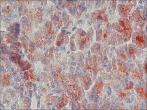 Monoklonalna anty-α-amylaza 1A clone AMY-7, purified from hybridoma cell culture