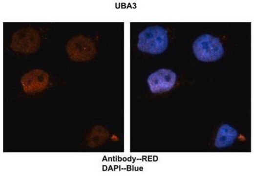 Anti-UBA3, (N-terminal) antibody produced in rabbit affinity isolated antibody