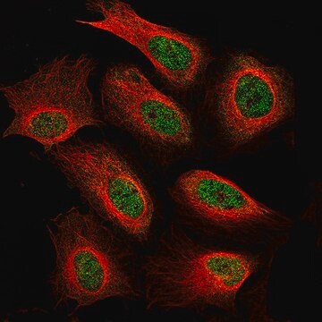 Monoclonal Anti-NF1 antibody produced in mouse Prestige Antibodies&#174; Powered by Atlas Antibodies, clone CL11865, purified immunoglobulin, buffered aqueous glycerol solution