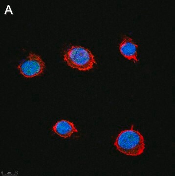 Anti-SLFN11 Antibody, clone 3E13 ZooMAb&#174; Rabbit Monoclonal recombinant, expressed in HEK 293 cells