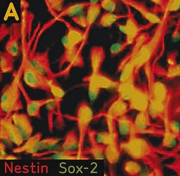 Charakterisierungskit für neuronale Stammzellen des Menschen The Human Neural Stem Cell Characterization Kit contains three molecular markers, Nestin, Sox 2 &amp; Musashi that are frequently used to identify neural stem/progenitor cells.