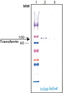 抗トランスフェリン ニワトリ宿主抗体 affinity isolated antibody, buffered aqueous solution