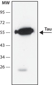 抗タウ抗体, マウスモノクローナル clone Tau46, purified from hybridoma cell culture