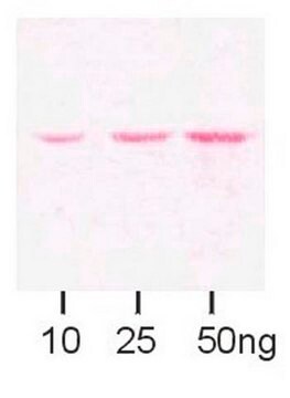 Anti-Maltose-bindendes-Protein-Antikörper serum, Chemicon&#174;