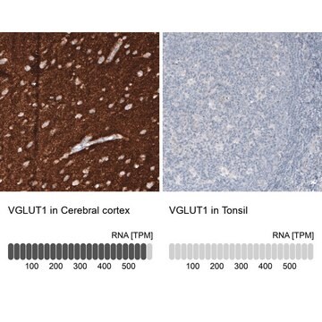 Monoclonal Anti-VGLUT1 antibody produced in mouse Prestige Antibodies&#174; Powered by Atlas Antibodies, clone CL2754, purified immunoglobulin, buffered aqueous glycerol solution