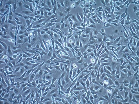 Linhagem celular de melanoma de camundongos B16-OVA MO4