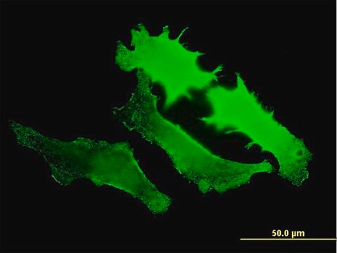 ANTI-GUCY2D antibody produced in mouse clone 7E5, purified immunoglobulin, buffered aqueous solution