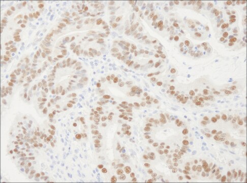 Rabbit anti-PCNA Antibody, Affinity Purified Powered by Bethyl Laboratories, Inc.