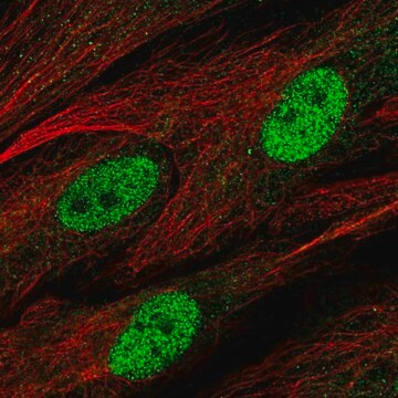 Anti-C1orf204 antibody produced in rabbit Prestige Antibodies&#174; Powered by Atlas Antibodies, affinity isolated antibody, buffered aqueous glycerol solution