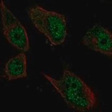 Anti-NUF2 antibody produced in rabbit Prestige Antibodies&#174; Powered by Atlas Antibodies, affinity isolated antibody, buffered aqueous glycerol solution