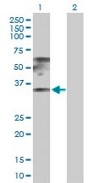 Anti-RPL17 antibody produced in rabbit purified immunoglobulin, buffered aqueous solution