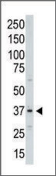 Anti-Aurora-C (C-term) antibody produced in rabbit IgG fraction of antiserum, buffered aqueous solution