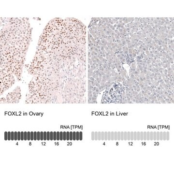 Przeciwciało anty-FXL2 produkowane u myszy Prestige Antibodies&#174; Powered by Atlas Antibodies, clone CL12762, purified by using Protein A, buffered aqueous glycerol solution