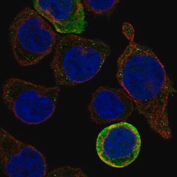 Anti-Glra1 Antibody Produced In Rabbit Prestige Antibodies&#174; Powered by Atlas Antibodies, affinity isolated antibody, buffered aqueous glycerol solution