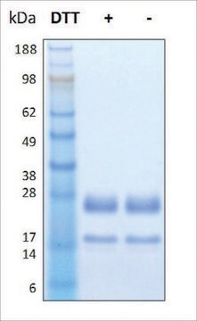 FGF-4 human recombinant, expressed in human cells, &#8805;95% (SDS-PAGE)