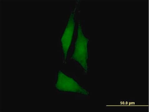 Anti-PTK6 antibody produced in mouse purified immunoglobulin, buffered aqueous solution