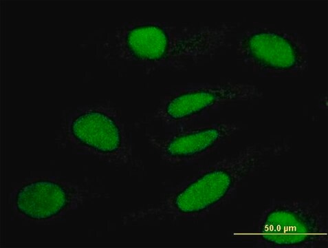 Monoclonal Anti-TRIM63 antibody produced in mouse clone 6G6, purified immunoglobulin, buffered aqueous solution