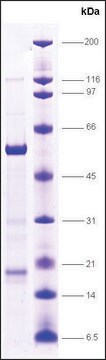 FXR (Farnesoid-X-activated receptor) human recombinant, expressed in E. coli, &#8805;80% (SDS-PAGE)