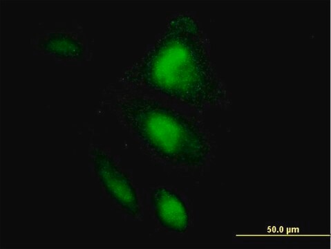 Monoclonal Anti-HSPA2 antibody produced in mouse clone 3H7, purified immunoglobulin, buffered aqueous solution