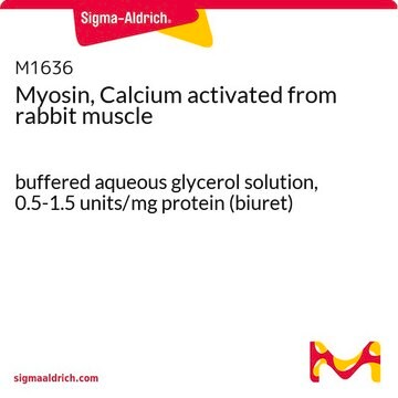 Myosin, Calcium activated from rabbit muscle buffered aqueous glycerol solution, 0.5-1.5&#160;units/mg protein (biuret)