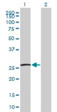 Anti-GSTA5 antibody produced in rabbit purified immunoglobulin, buffered aqueous solution