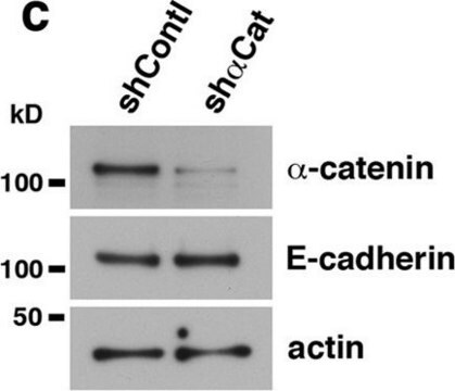 Anti-E-Cadherin Antibody, clone 67A4, Azide Free clone 67A4, Chemicon&#174;, from mouse