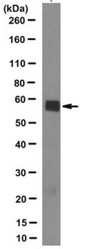 Anti-PXR Antibody, clone 1F10.1 clone 1F10.1, from mouse