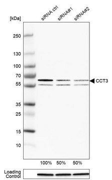 抗CCT3 ウサギ宿主抗体 Prestige Antibodies&#174; Powered by Atlas Antibodies, affinity isolated antibody, buffered aqueous glycerol solution