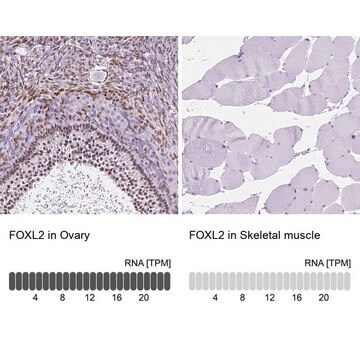 抗-FOXL2 兔抗 Prestige Antibodies&#174; Powered by Atlas Antibodies, affinity isolated antibody, buffered aqueous glycerol solution