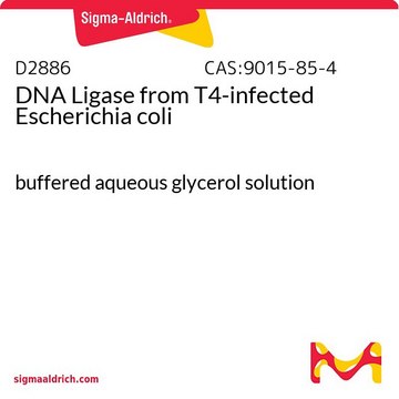 DNAリガーゼ from T4-infected Escherichia coli buffered aqueous glycerol solution