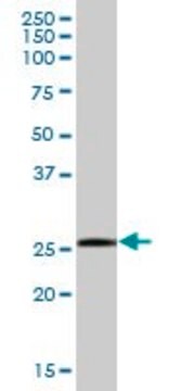 Anti-SSPN antibody produced in mouse IgG fraction of antiserum, buffered aqueous solution