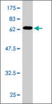 Monoclonal Anti-MIB2 antibody produced in mouse clone 1B5, ascites fluid