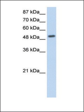 Anti-NR2E3 antibody produced in rabbit IgG fraction of antiserum